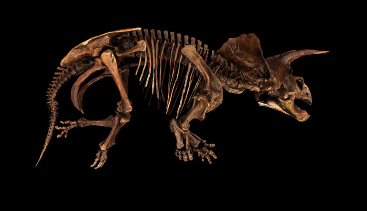 Dinosaur